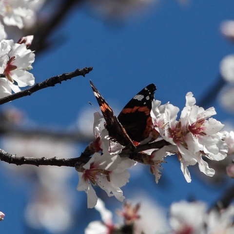 Ηλιοφάνεια - Ανθισμένη αμυγδαλιά