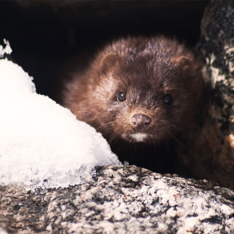 Βιζόν (Φωτο Αρχείου)