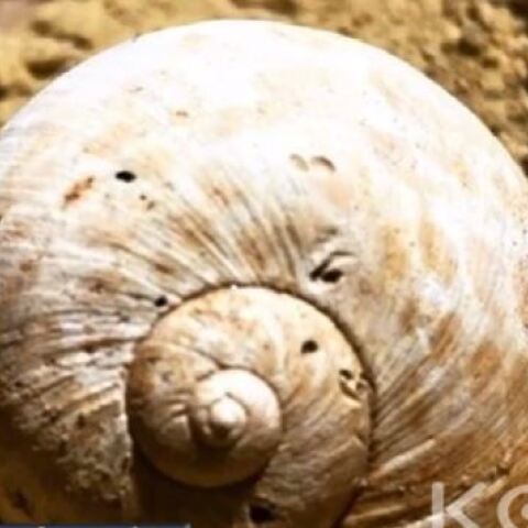 Ένας 19χρονος φοιτητής της Παντείου δημιουργεί στο νησί του, την Κω μουσείο πετρωμάτων και απολιθωμάτων 