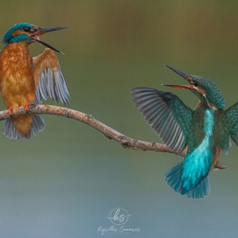 Ο καβγάς σε ένα ζευγαράκι αλκυόνες