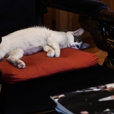 Η Καλυψώ, η γάτα που υιοθέτησε η Πρόεδρος της Δημοκρατίας 