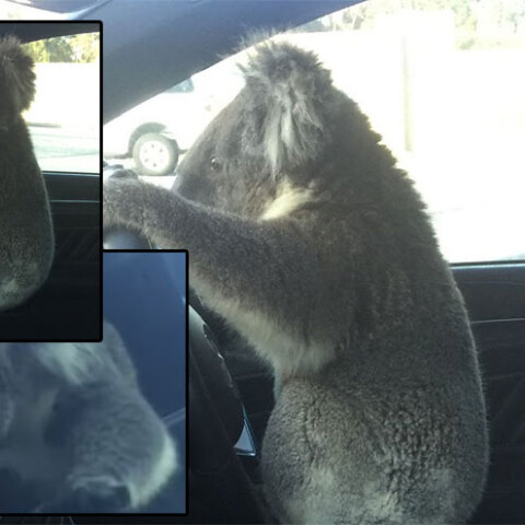 Κοάλα στην Αυστραλία πιάνει το τιμόνι σε αυτοκίνητο μετά την καραμπόλα 6 οχημάτων σε αυτοκινητόδρομο