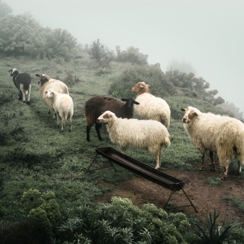 Sony World Photography Awards 