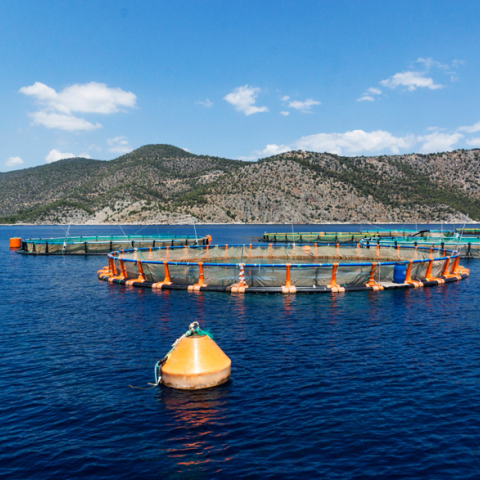 Μελέτη με θέμα «Σύγχρονες Iχθυοτροφές Θαλασσινών Ψαριών για τη Διασφάλιση Υψηλής Διατροφικής Αξίας και Ευζωίας» 