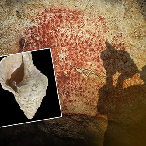 Κοχύλι, προϊστορικό μουσικό όργανο, έβγαλε ξανά ήχο μετά από 17.000 χρόνια