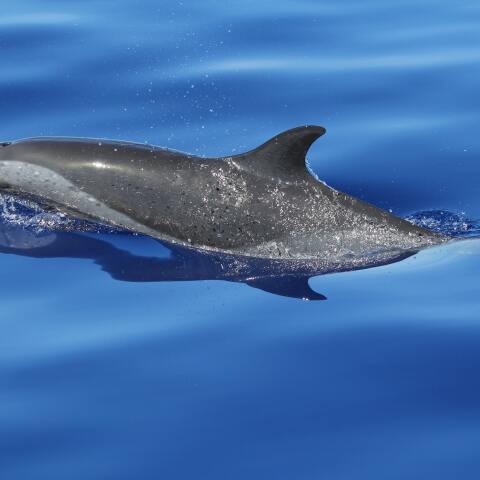 Δελφίνι (φωτογραφία αρχείου)