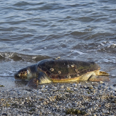Καρέτα - καρέτα