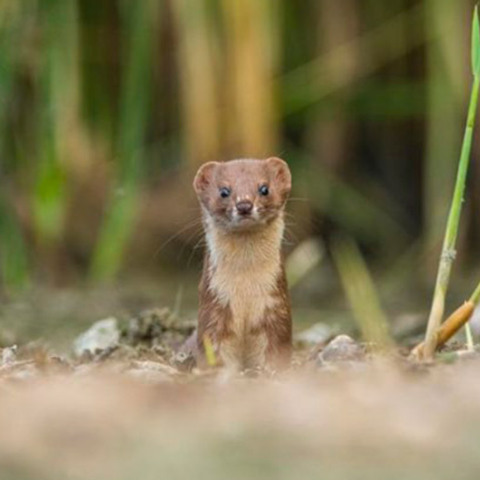 Βραβείο για τη νυφίτσα που κοιτά κατάματα το φακό