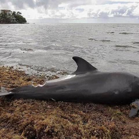 ΑΡΧΕΙΟ - Δελφίνι 