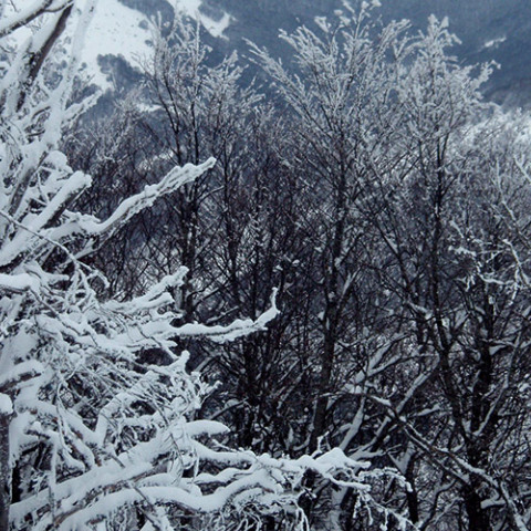 ΦΛΩΡΙΝΑ - ΧΙΟΝΙΑ ΣΤΟ ΠΙΣΟΔΕΡΙ 