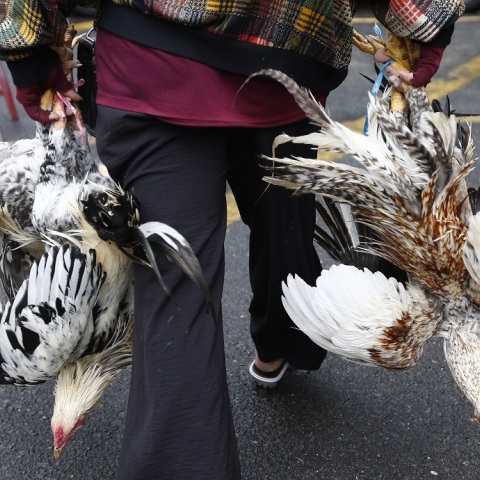 Η Ρωσία ανέφερε στον Παγκόσμιο Οργανισμό Υγείας το πρώτο περιστατικό ανθρώπινης μόλυνσης με την γρίπη των πτηνών – Τι αναφέρουν οι Αρχές 