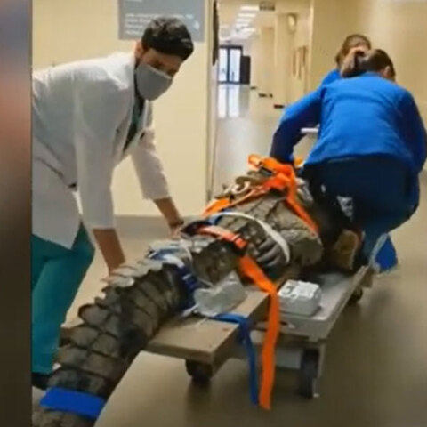 Κροκόδειλος στη Φλόριντα κατάπιε παπούτσι και οδηγήθηκε στο χειρουργείο