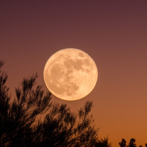 Πανσέληνος