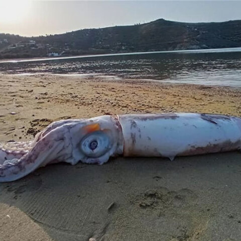 Κέα: Θράψαλο «γίγας» νεκρό στην παραλία Οτζιάς
