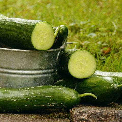 Αγγούρια - Καλλιέργεια - Μποστάνι