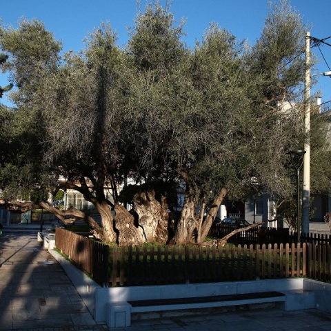 Η ελιά του Πεισίστρατου, ηλικίας 2.500 ετών, στους Αγίους Αναργύρους