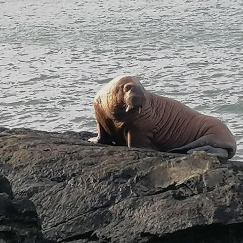 Σπάνιο θέαμα στην Ιρλανδία με έναν θαλάσσιο ίππο να ξεκουράζεται στα βράχια