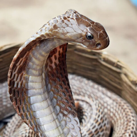 Κόμπρα (ΦΩΤΟ ΑΡΧΕΙΟΥ) © Pixabay - Φίδι δάγκωσε 30χρονο και τον έστειλε στη ΜΕΘ στο νοσοκομείο «Άγιος Σάββας»