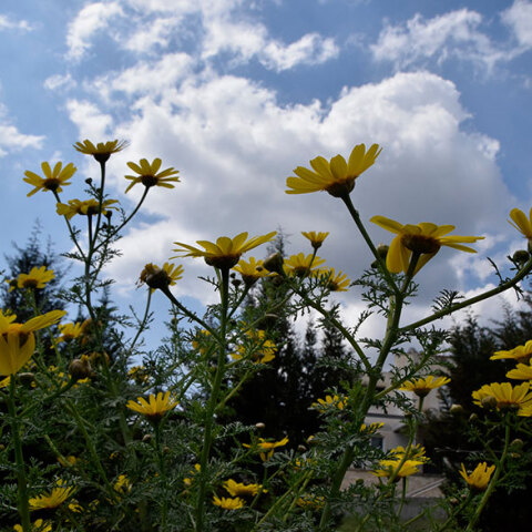Καιρός - Λουλούδια