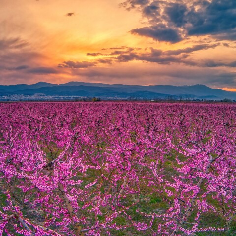 Ανθισμένες ροδακινιές στην Ημαθία