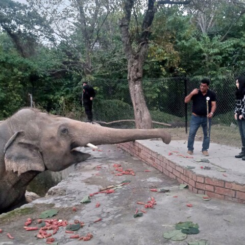 Η Cher και ο ελέφαντας 