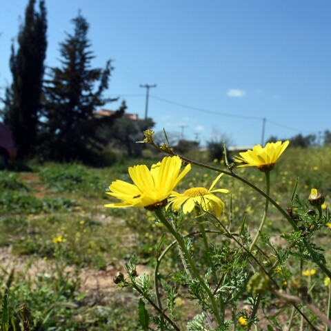 Ανοιξιάτικος ο καιρός σήμερα
