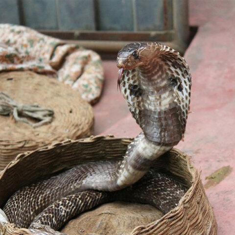 Κόμπρα (ΦΩΤΟ ΑΡΧΕΙΟΥ) - Βγήκε από τον «Άγιο Σάββα» ο 30χρονος που τον δάγκωσε το φίδι