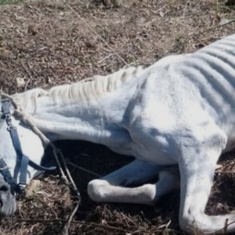 Ιόλη, το άλογο που έσωσε ο Ελληνικός Σύλλογος Προστασίας Ιπποειδών