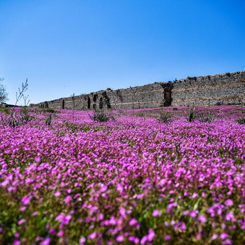 Καιρός - Ήπειρος: Τα τείχη στην αρχαία Νικόπολη σε ανοιξιάτικο σκηνικό