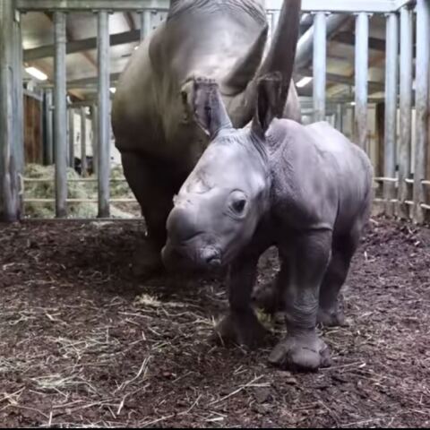 Ρινοκεράκι σε Ζωολογικό Κήπο της Ολλανδίας