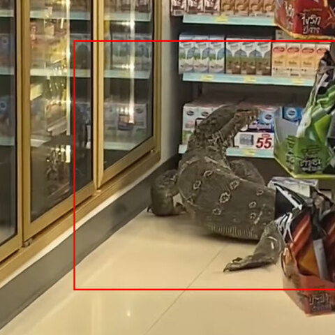 Η τεράστια σαύρα σε σούπερ μάρκετ στην Ταϊλάνδη