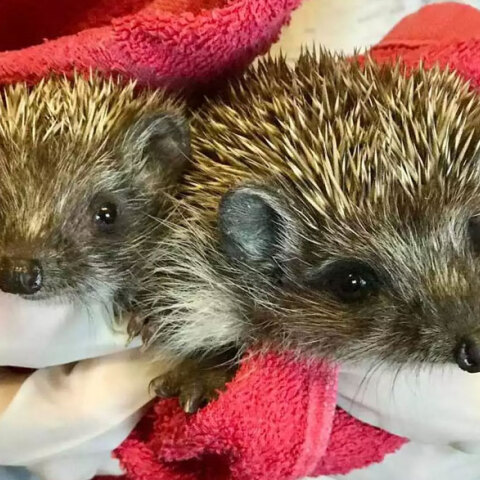 Θεσσαλονίκη: Σκαντζοχοιράκια που φροντίζει η ομάδα «Δράση για την Άγρια Ζωή»