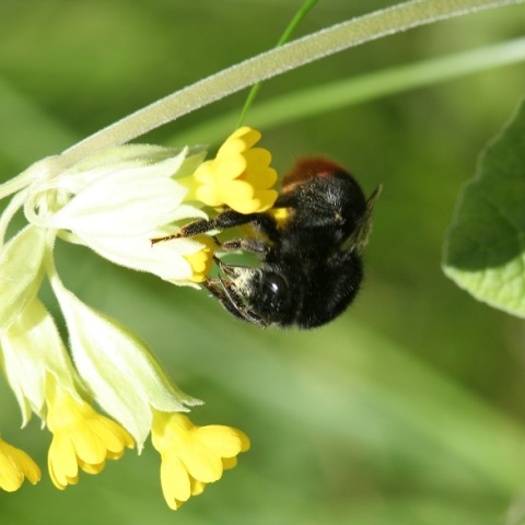Ψάχνοντας το «λουλούδι του Δαρβίνου»