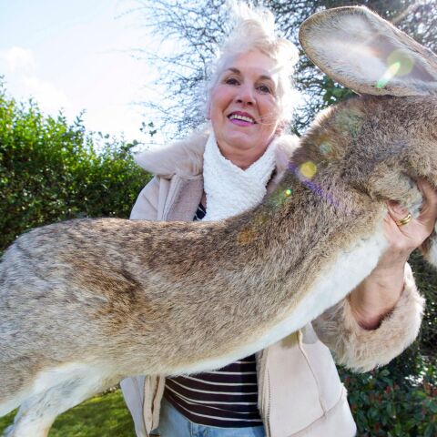 Το μεγαλύτερο κουνέλι του κόσμου