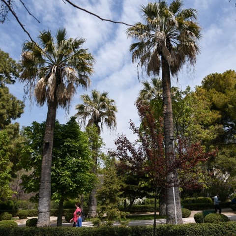  ΑΛΣΟΣ ΚΗΦΙΣΙΑΣ