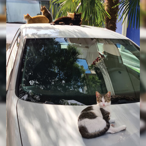 Φτιάξε μου τη μέρα 780: Εικόνες που μας φτιάχνουν ή μας χαλάνε τη διάθεση