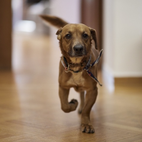 Ο σκύλος Πίνατ που υιοθέτησε ο πρωθυπουργός Κυριάκος Μητσοτάκης
