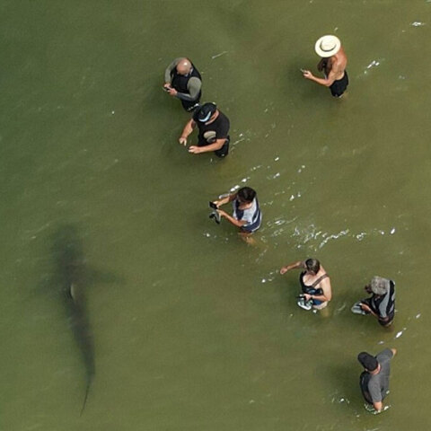 Λουόμενοι σε παραλία στο Ισραήλ βγάζουν φωτογραφία έναν από τους καρχαρίες που κολυμπά δίπλα τους