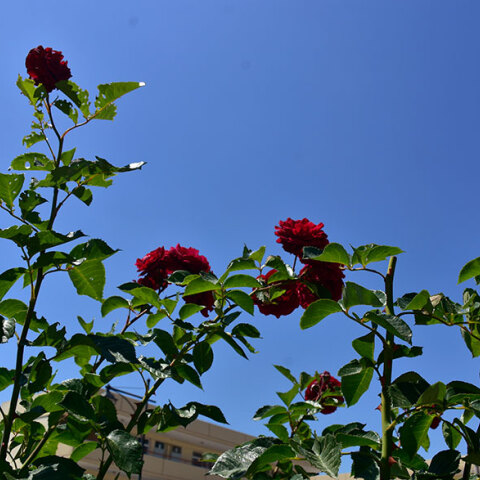 Πάσχα - Καιρός: Καλός αναμένεται τη Μεγάλη Εβδομάδα