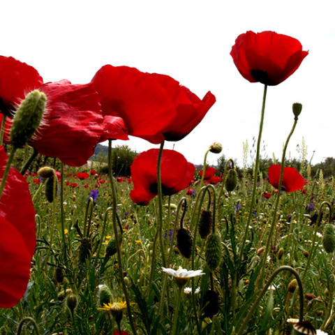 ΑΡΓΟΛΙΔΑ - ΑΝΟΙΞΙΑΤΙΚΟ ΣΤΙΓΜΙΟΤΥΠΟ