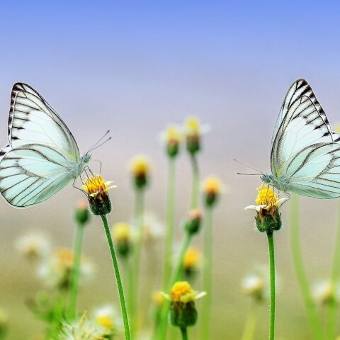 butterflies-1127666_1280.jpg