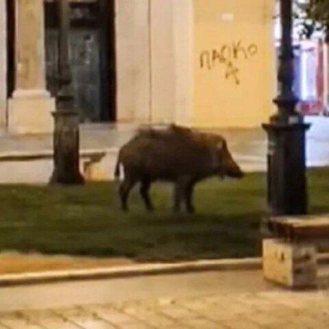 Αγριογούρουνο στην πλατεία Αριστοτέλους 