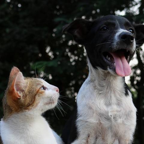 Σκύλος και γάτα