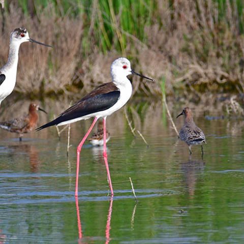 ΑΡΓΟΛΙΔΑ- ΠΑΓΚΟΣΜΙΑ ΗΜΕΡΑ ΑΠΟΔΗΜΗΤΙΚΩΝ ΠΤΗΝΩΝ