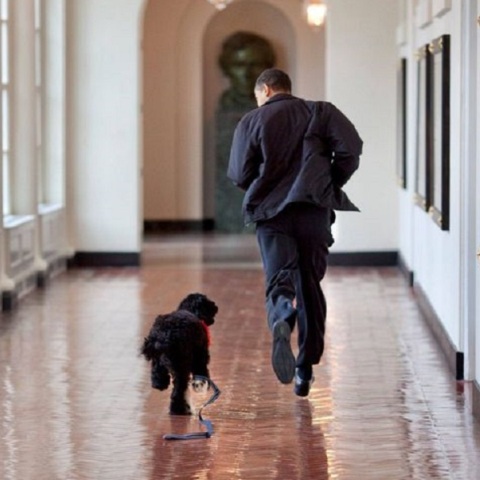 Ο σκύλος της οικογένειας Ομπάμα, Μπο  