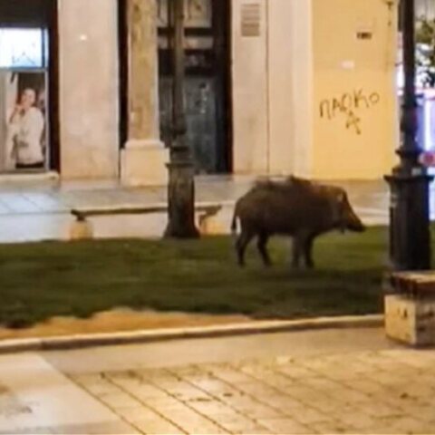 Αγριογούρουνο στην πλατεία Αριστοτέλους στη Θεσσαλονίκη