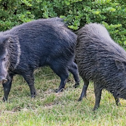 Αγριογούρουνα