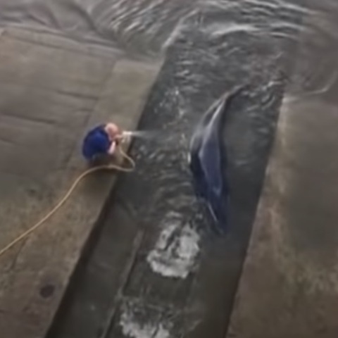 Νεαρή φάλαινα χάθηκε στον Τάμεση