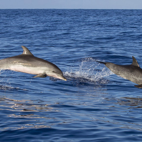 Δελφίνια
