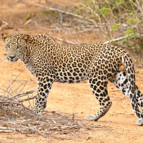 Λεοπάρδαλη 